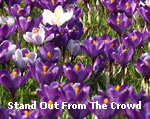 Stand Out From The Crowd